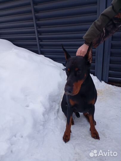 Щенки добермана