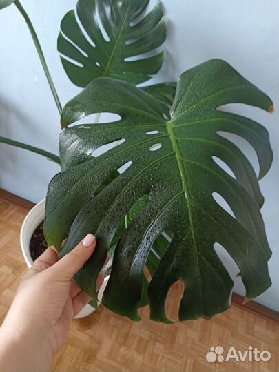 Монстера деликатесная