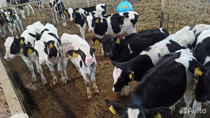 Телята бычки мясные