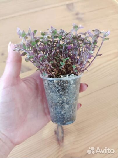 Мелколиственные