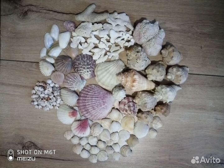 Набор ракушек