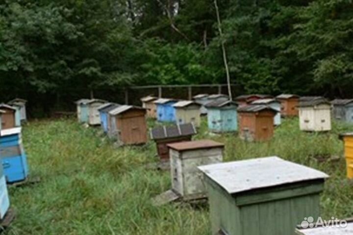 2023 года Мёд из Алтая опт