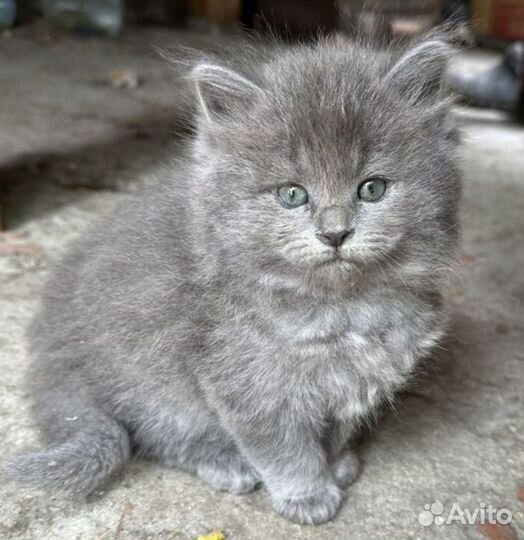 Британские котята