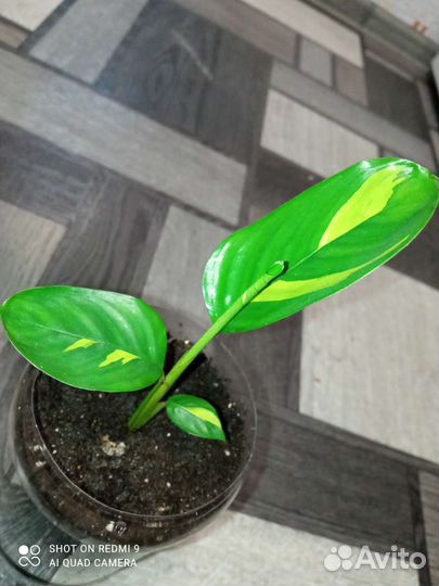 Ктенанта Лубберса(Ctenanthe lubbersiana)