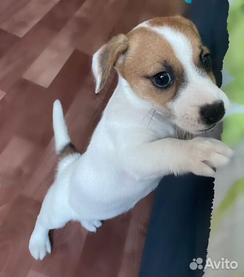 Щенок Джек Рассел терьер Девочка