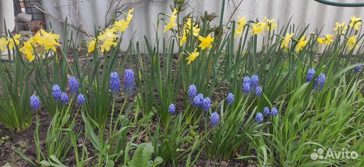 Луковицы нарциссов