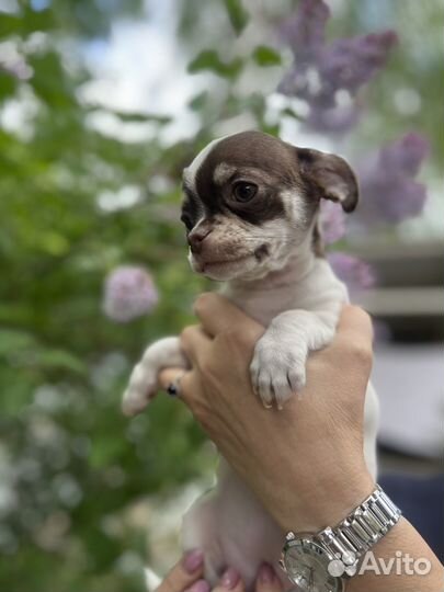 Супер девочка чихуахуа