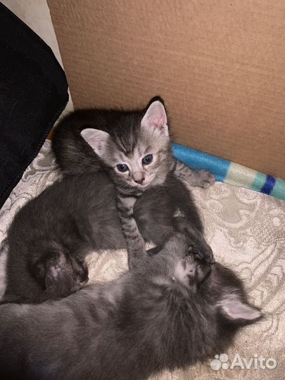 Котята крысоловы