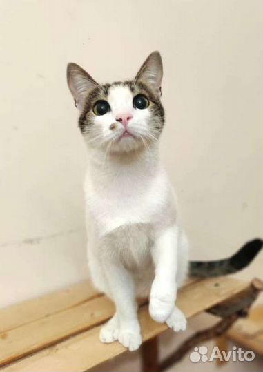 Нежная Бэль метис ориентала