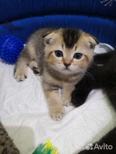 Шотландские вислоухие котята