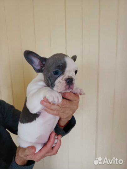 Французский бульдог белоголубая Бэби