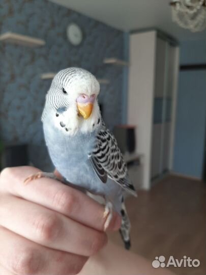 Выставочный попугай чех