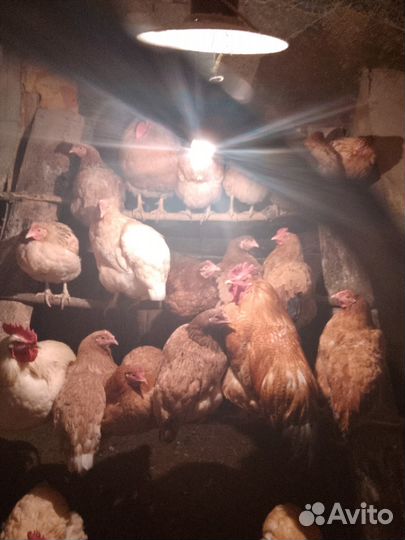 Куры несушки продам