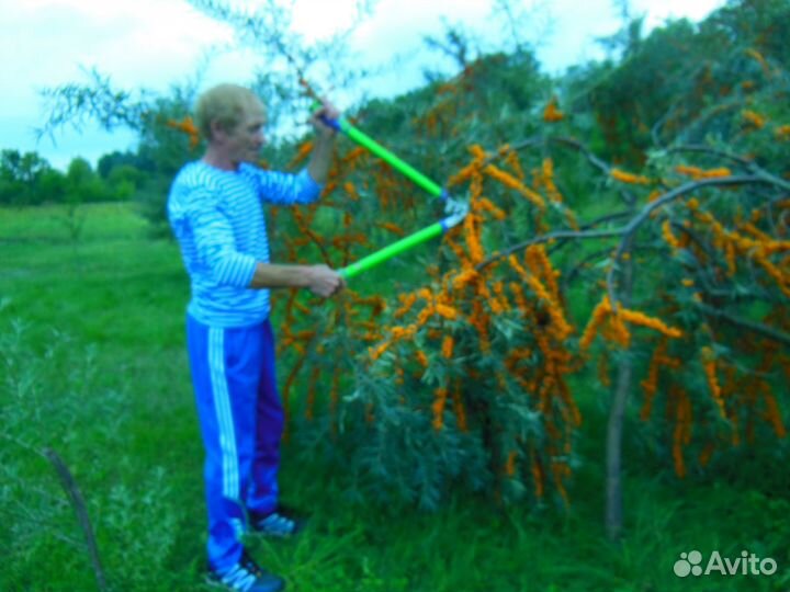 Продам облепиху