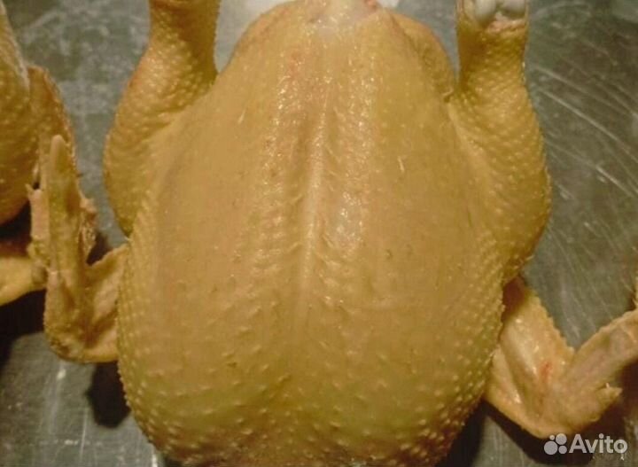 Куры бройлер оптом