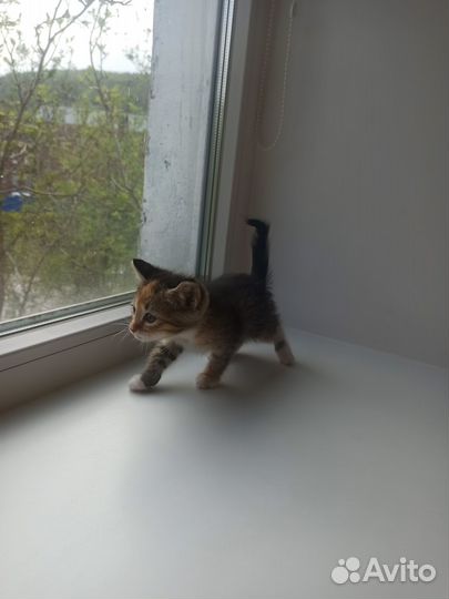 Котята отдам в добрые руки бесплатно