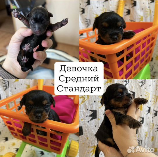 Йоркширский терьер щенки