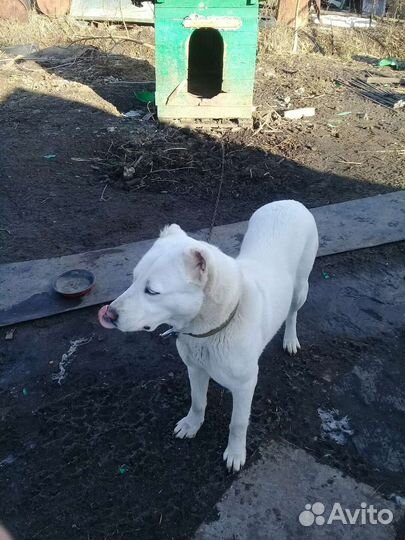 Алабай в добрые руки