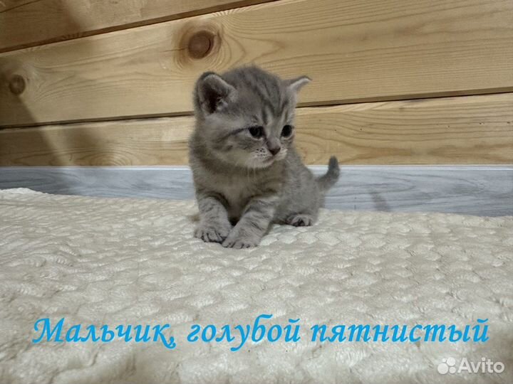 Шотландские котята