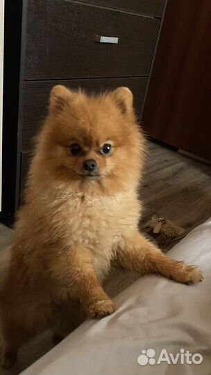 Померанский шпиц вязка кобель