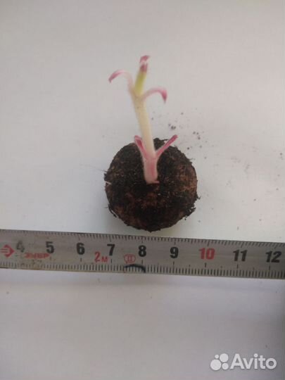 Тедея розовая. Глоксинья Розалинда