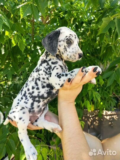 Щенки далматина