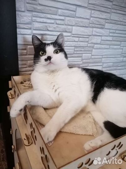 Кошка ищет дом