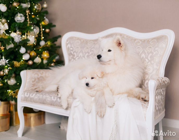 Аренда Самоедских собак для фотосессия