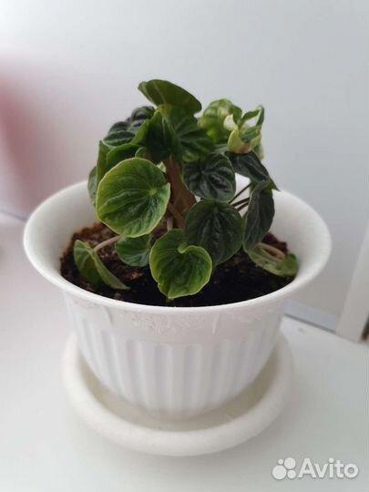 Пеперомия сморщенная Лилиан