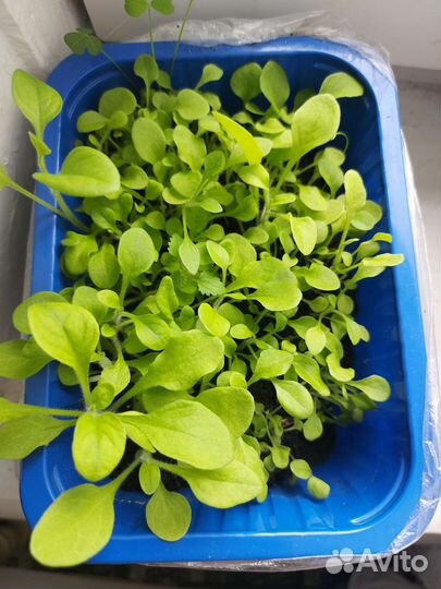 Петунья рассада