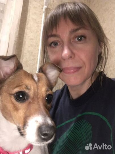 Домашняя передержка собак