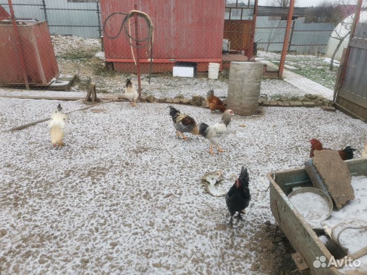 Петухи молодые деревенские