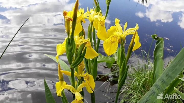 Ирис водяной