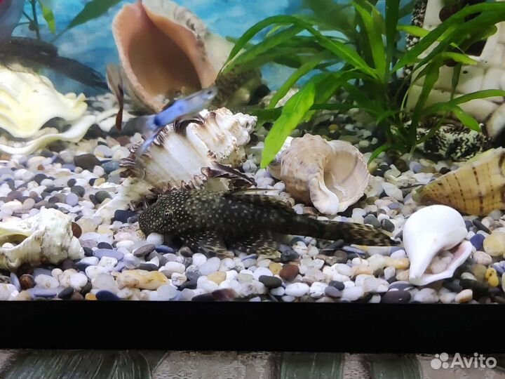 Гуппи, меченосцы, улитки