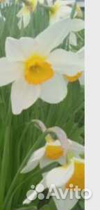 Луковицы нарциссов