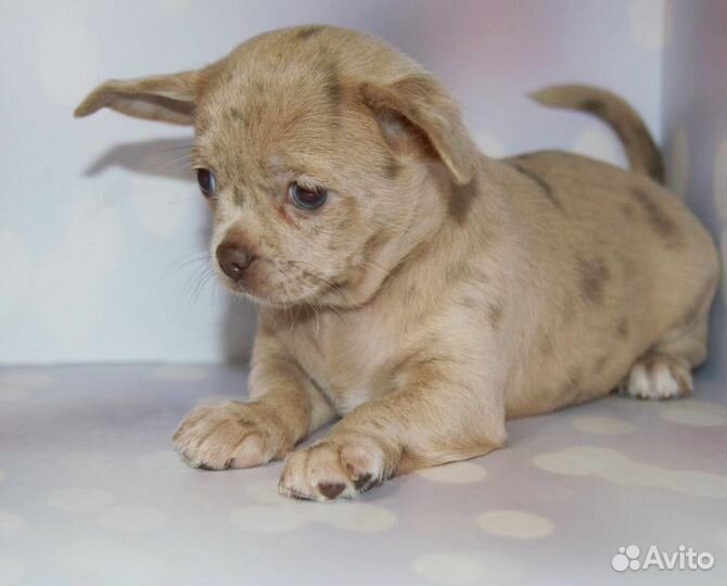 Необычная девочка