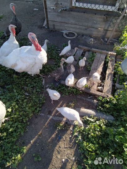 Индюшата подрощеные белая широкогрудая