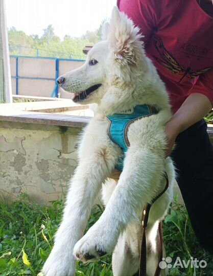 Собака в добрые руки