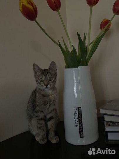 Кошка в дар