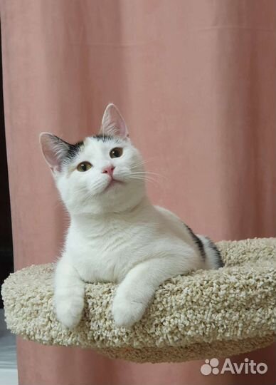 Белая кошечка Мишель с пятнышками