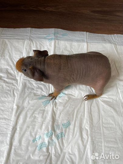 Лысая морская свинка Скинни
