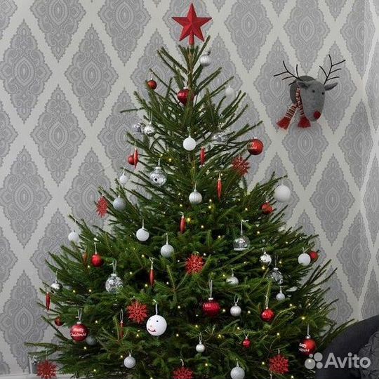 Елка,пихта,сосна живая большой опт к новому году