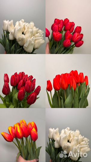 Тюльпаны