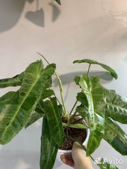 Филодендрон параисо верде