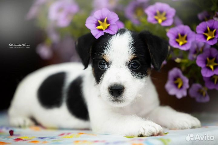 Щенки джек рассел терьер