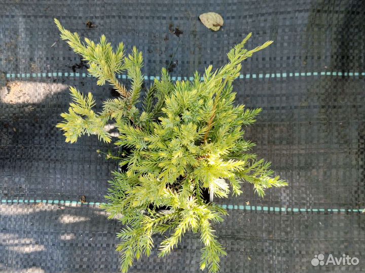 Можжевельник