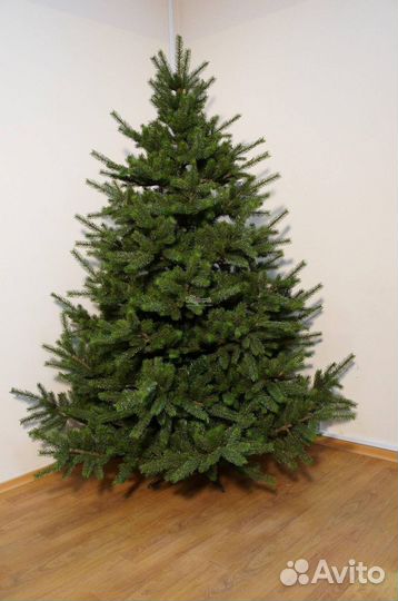 Новогодние живые ели и сосны