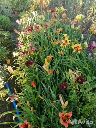 Чернозем черный Навоз готовый,ЗИЛ,газель,камаз 15т