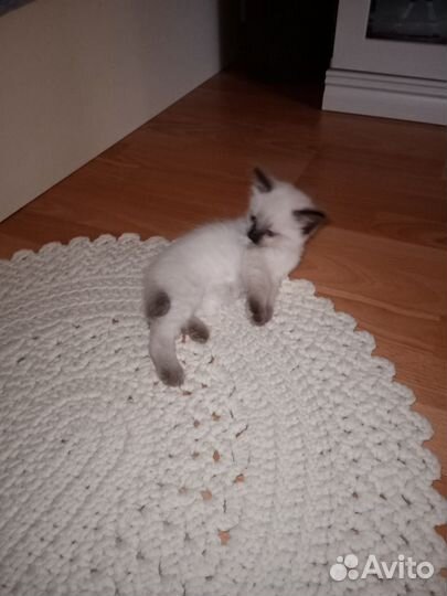 Продам котят
