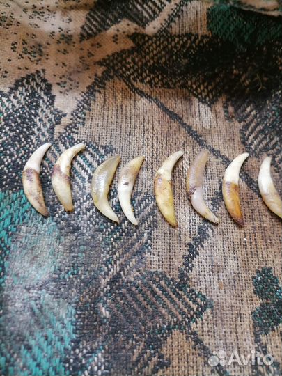 Клыки лисы, черепа